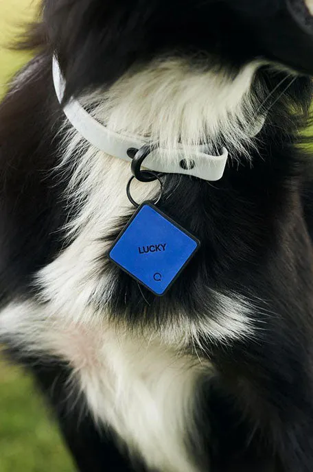 QALO TraQ Classic Navy Silicone Dog ID Tag