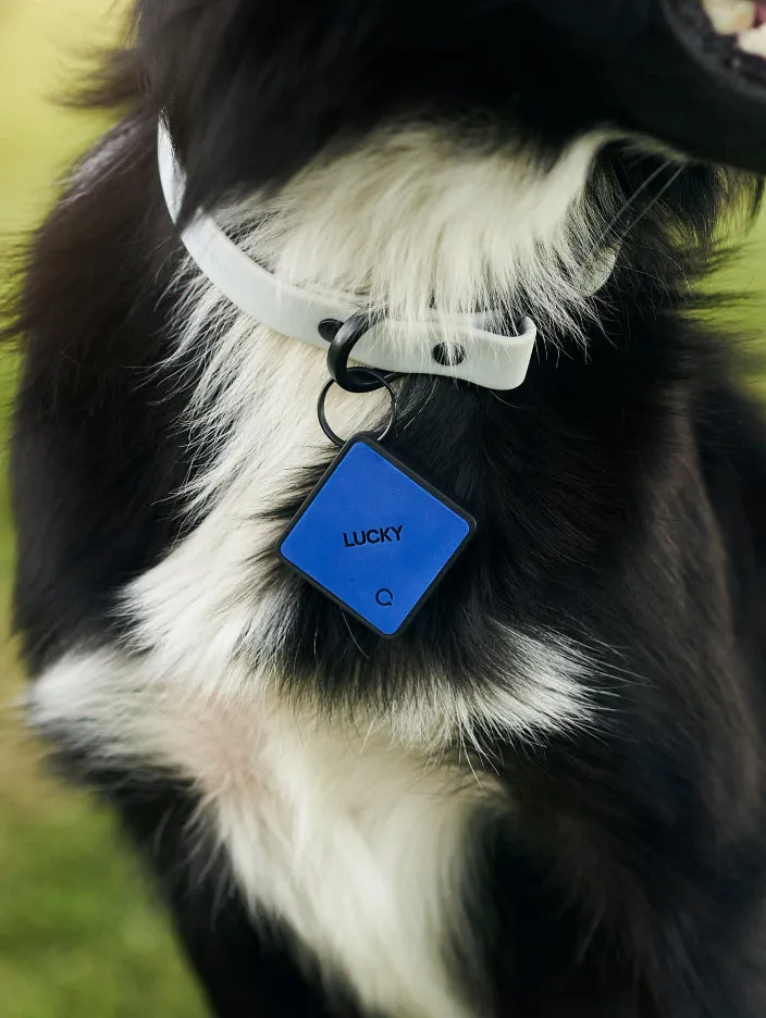 QALO TraQ Classic Navy Silicone Dog ID Tag