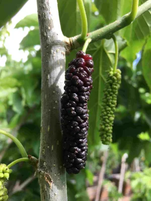 Shangri - La Mulberry, Purple Fruit Sweet Tree